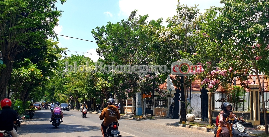 Indahnya Bunga Tabebuya